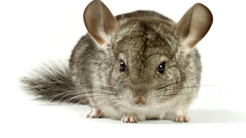 Não queremos animais criados para serem peles de casacos! Não queremos animais criados para serem peles de casacos!