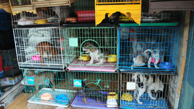 pelo fim do comércio de animais em pet shops pelo fim do comércio de animais em pet shops