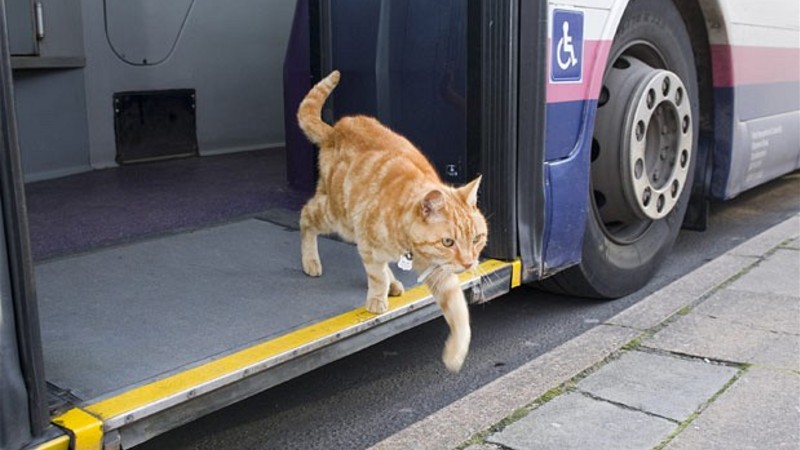 Nossos amigos também tem direito a transporte público! Nossos amigos também tem direito a transporte público!