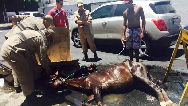 Chega de Maus Tratos: respeitem os animais de tração do Recife! Chega de Maus Tratos: respeitem os animais de tração do Recife!